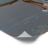 Anhanguera prehistorische vogelvangst poster (Hoek)