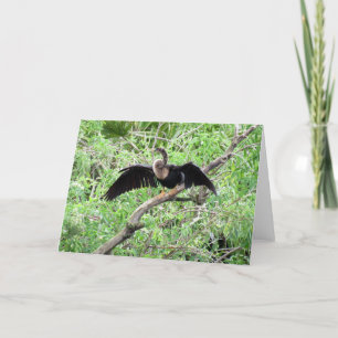 Anhinga (0071) Wenskaart Kaart