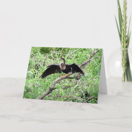 Anhinga (0071) Wenskaart Kaart (Voorkant)
