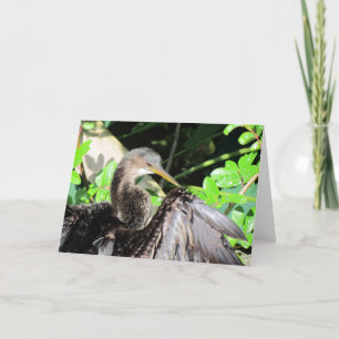 Anhinga (2864) Wenskaart Kaart