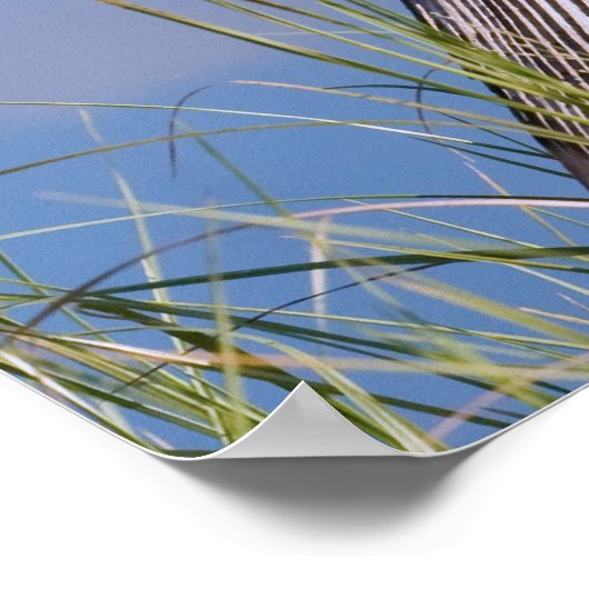 Anhinga bij de Pond Poster (Hoek)