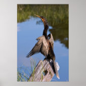 Anhinga bij de Pond Poster (Voorkant)