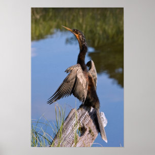 Anhinga bij de Pond Poster