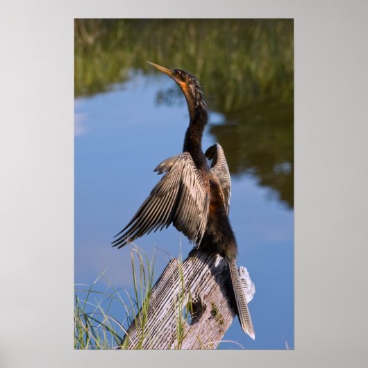 Anhinga bij de Pond Poster (Voorkant)