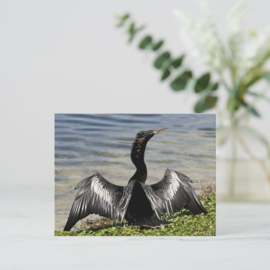 Anhinga Bird Briefkaart (Staand voorkant)