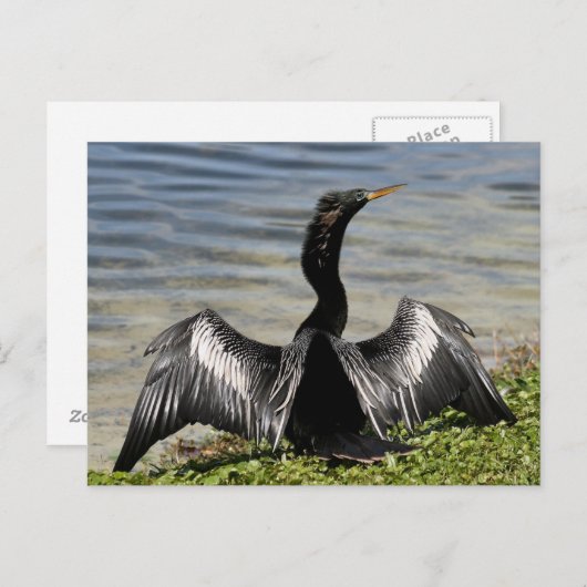 Anhinga Bird Briefkaart (Voorkant / Achterkant)