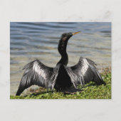 Anhinga Bird Briefkaart (Voorkant)