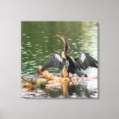 Anhinga Bird Canvas Print (Voorkant)