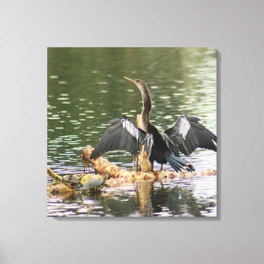Anhinga Bird Canvas Print (Voorkant)