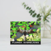Anhinga bird, Everglades National Park, FL Briefkaart (Staand voorkant)