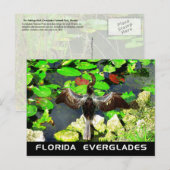 Anhinga bird, Everglades National Park, FL Briefkaart (Voorkant / Achterkant)