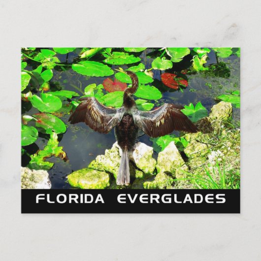 Anhinga bird, Everglades National Park, FL Briefkaart (Voorkant)