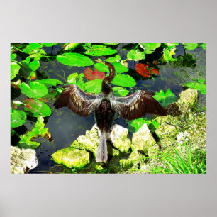 Anhinga bird, Everglades National Park, FL Poster