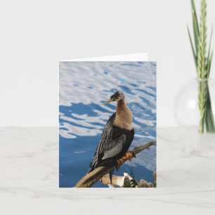 Anhinga Bird Foto Blank Note Kaart