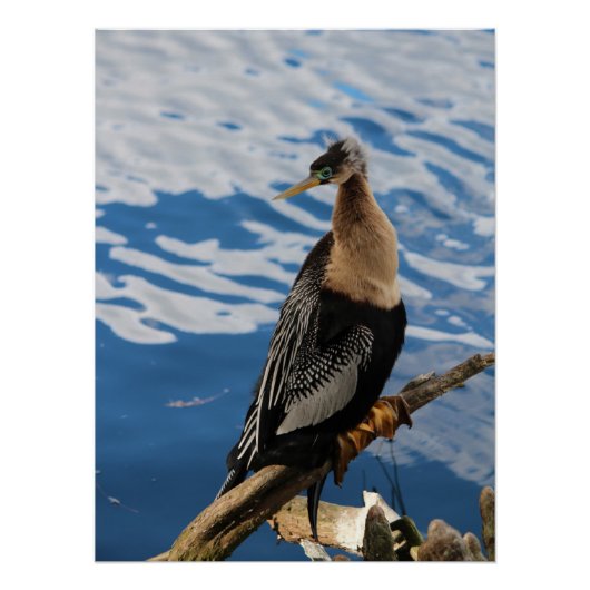 Anhinga Bird Poster (Voorkant)
