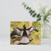 Anhinga Briefkaart (Staand voorkant)