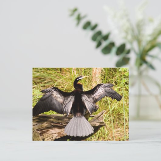 Anhinga Briefkaart (Staand voorkant)
