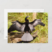 Anhinga Briefkaart (Voorkant / Achterkant)
