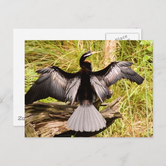 Anhinga Briefkaart (Voorkant / Achterkant)