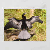 Anhinga Briefkaart (Voorkant)