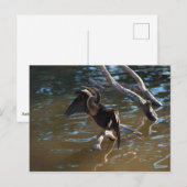 Anhinga Briefkaart (Voorkant / Achterkant)