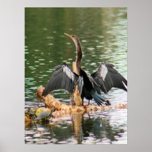 Anhinga die zijn vaders fotografie-Poster droog Poster