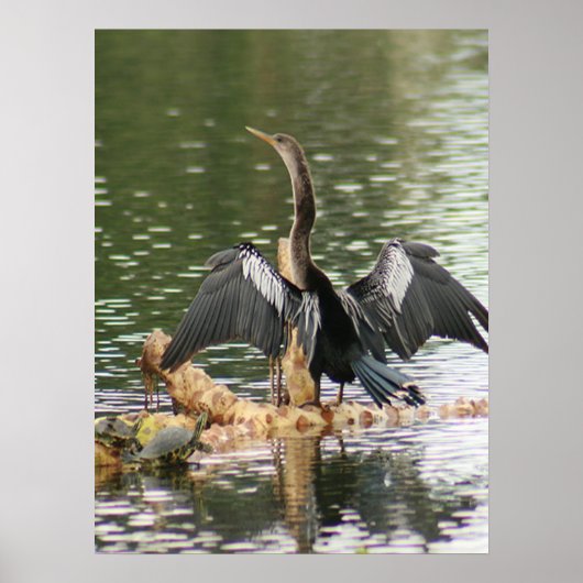 Anhinga die zijn vaders fotografie-Poster droog Poster (Voorkant)