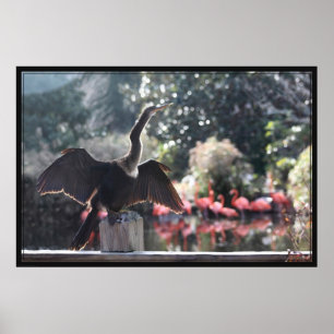 Anhinga Droog Poster -60x40 -andere maten ook