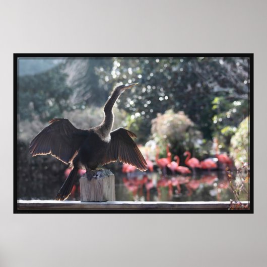 Anhinga Droog Poster -60x40 -andere maten ook (Voorkant)