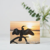 Anhinga Everglades National Park Briefkaart (Staand voorkant)