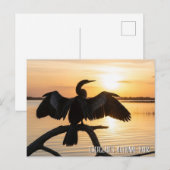Anhinga Everglades National Park Briefkaart (Voorkant / Achterkant)