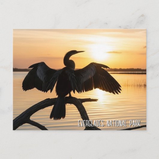 Anhinga Everglades National Park Briefkaart (Voorkant)