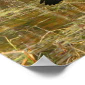 Anhinga in de Everglades Poster (Hoek)