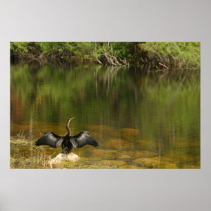 Anhinga in de Everglades Poster