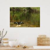 Anhinga in de Everglades Poster (Keuken)