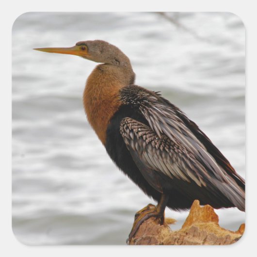 Anhinga On The Lookout Vierkante Sticker (Voorkant)