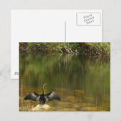 Anhinga op de Everglades - Visitekaartje Briefkaart (Voorkant / Achterkant)