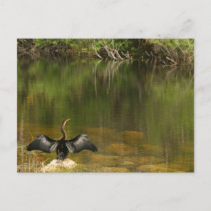 Anhinga op de Everglades - Visitekaartje Briefkaart