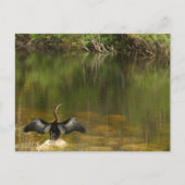 Anhinga op de Everglades - Visitekaartje Briefkaart (Voorkant)