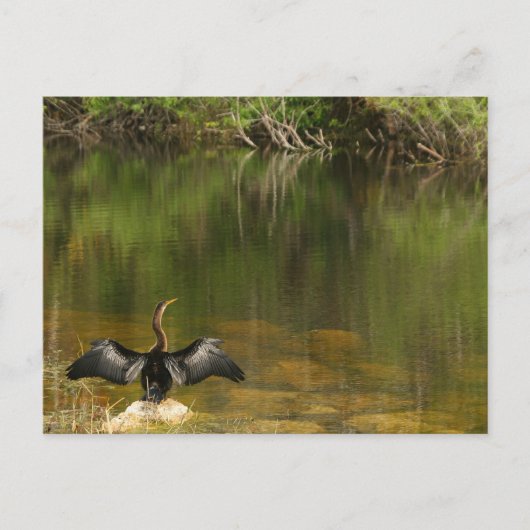 Anhinga op de Everglades - Visitekaartje Briefkaart (Voorkant)