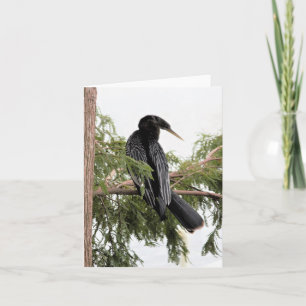 Anhinga Photo Folded Note Kaart
