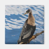 Anhinga Photo Square Magnet (Voorkant)