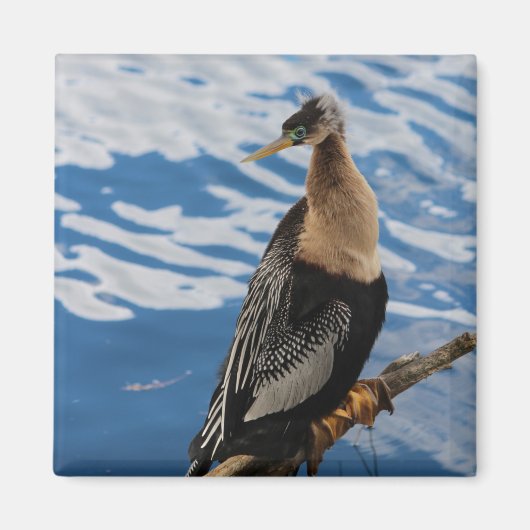 Anhinga Photo Square Magnet (Voorkant)