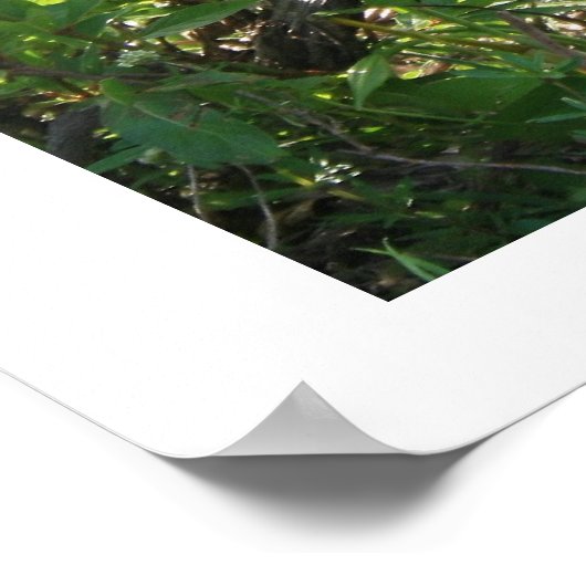 Anhinga Poster (Hoek)