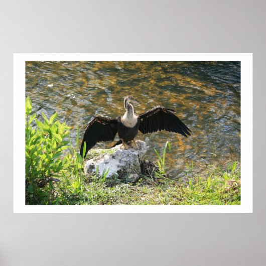 Anhinga Poster (Voorkant)