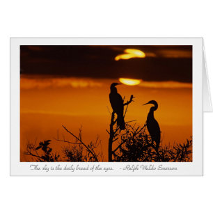 Anhingas op zonsopgang
