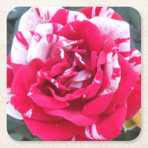 Anicia Kartonnen Onderzetters