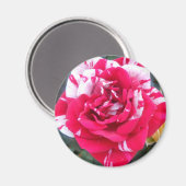 Anicia Magneet (Voorkant / Achterkant)