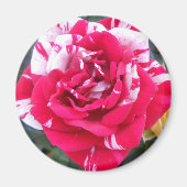 Anicia Magneet (Voorkant)