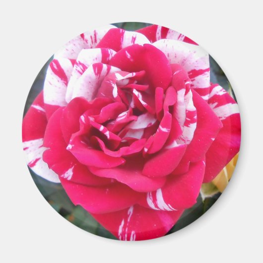 Anicia Magneet (Voorkant)